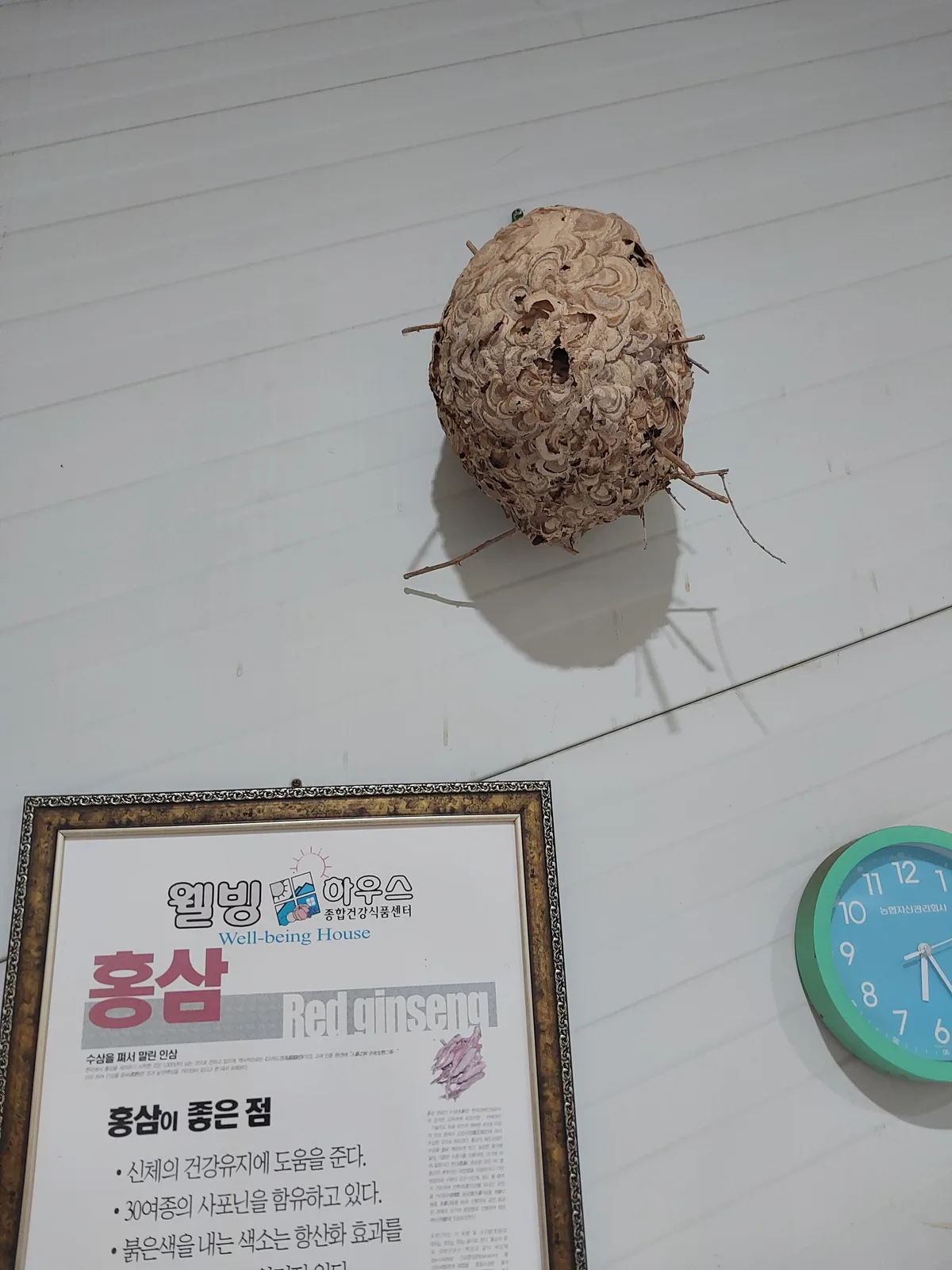 홍삼즙 (6년근) 사진