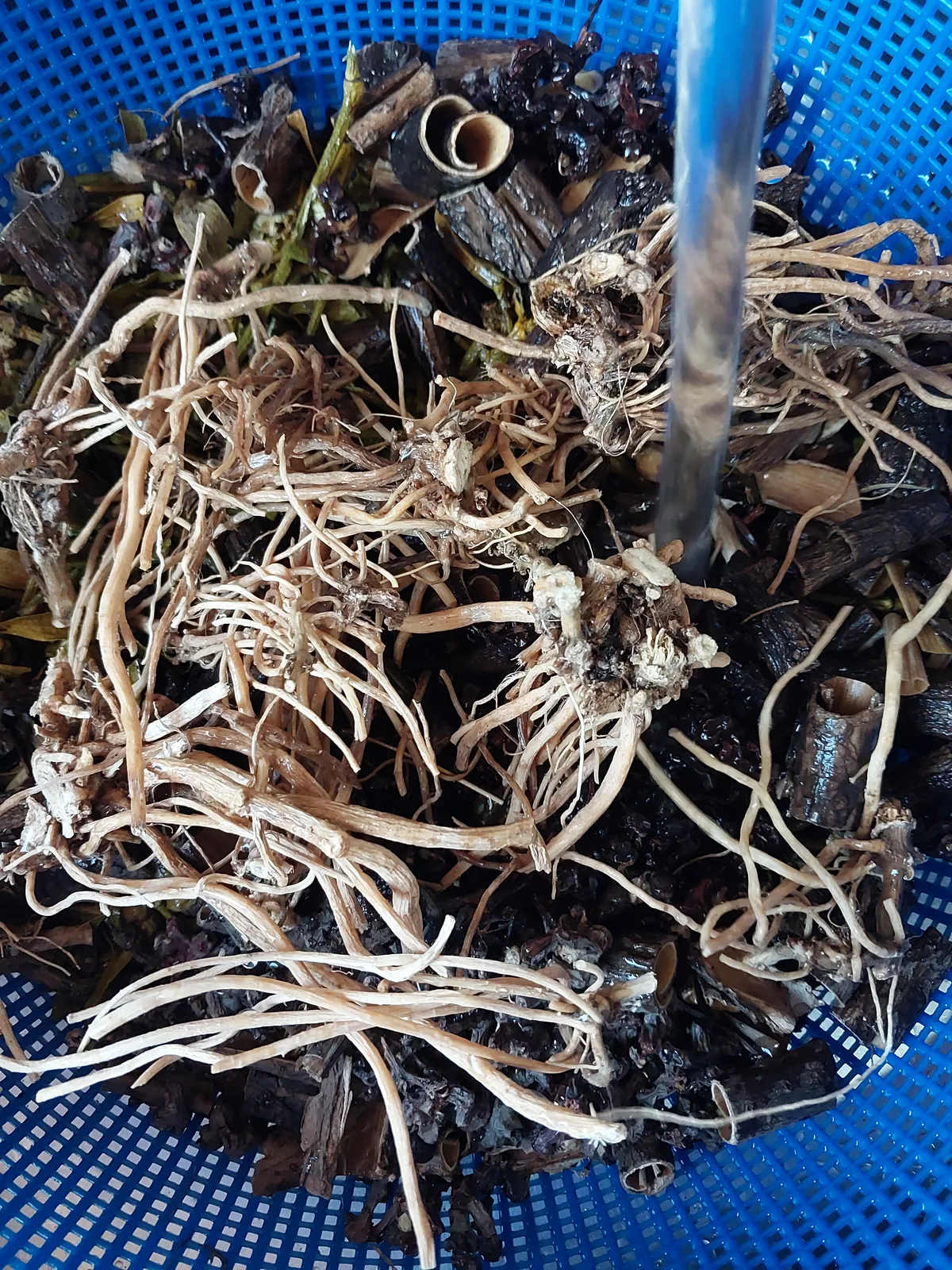 약초 뿌리를 세척하는 모습