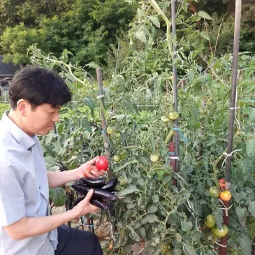완숙토마토즙 사진